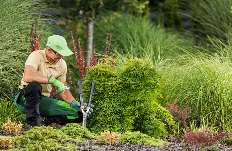 Man in green hat maintaining garden with tools.